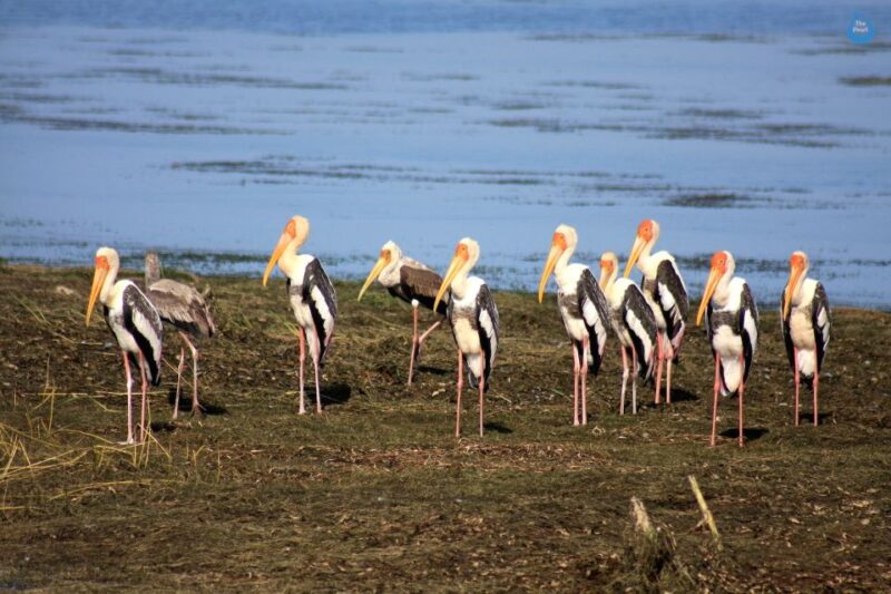 All-Inclusive Morning Game Drive at Bundala National Park - Inclusions and Exclusions