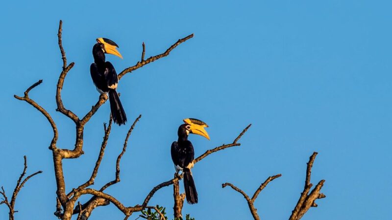 All-Inclusive Morning Game Drive at Bundala National Park - Participant Information