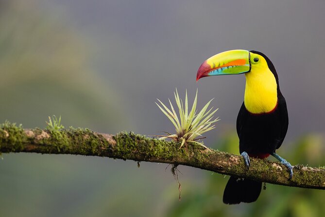 All Inclusive Package 8-Days 7-Nights in Costa Rica - Monteverde and Pacuare River Rafting