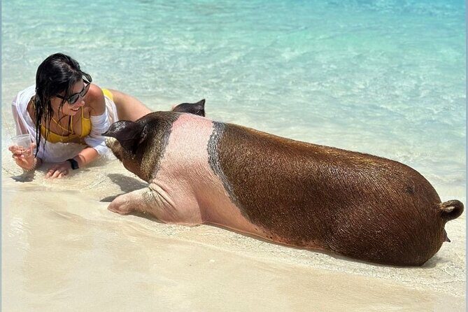 All Inclusive Pig Encounter, Snorkeling, Turtles, Lunch & Beach - Who Will Love This Tour?