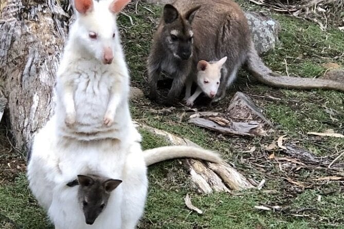 All Inclusive Private Bruny Island Discovery Tour - Traveler Reviews