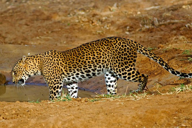 All Inclusive Private Day Tour to Wipattu National Park From Negombo - Inclusions