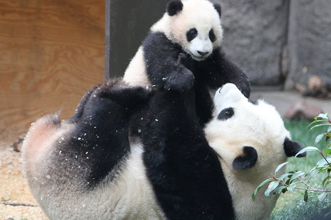 All-Inclusive Private Day Trip: Hutongs, Lama Temple & Panda House With Lunch - Sum Up