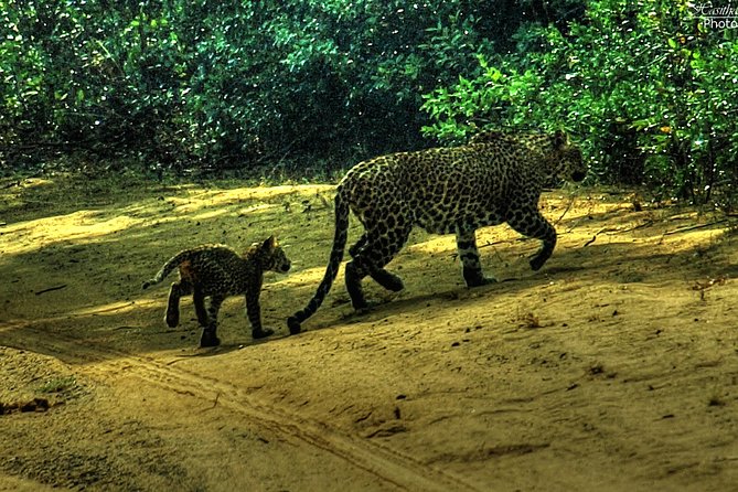 All Inclusive Private Jeep Safari at Yala National Park - Transportation and Meeting Arrangements