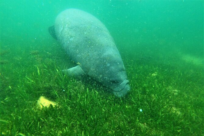 All Inclusive Private Manatee Swim - What Makes the Private Manatee Swim in Crystal River Special?