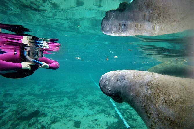 All Inclusive Private Manatee Swim - Who Will Love This Tour?