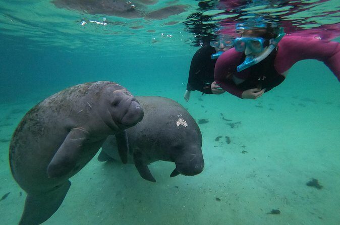 All Inclusive Private Manatee Swim - The Value of This Experience