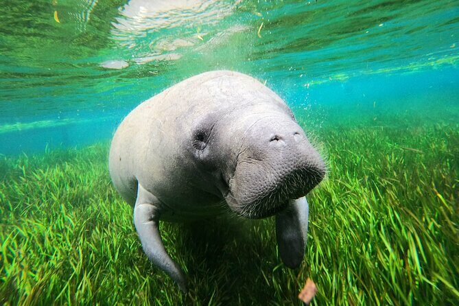 All Inclusive Private Manatee Swim - Final Thoughts: Who Is This Tour Best For?