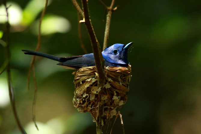 All Inclusive - Private Overnight Rain Forest Adventure in Sinharaja - Key Points
