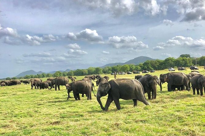 All Inclusive Private Safari in Minneriya National Park - Safari Details Included