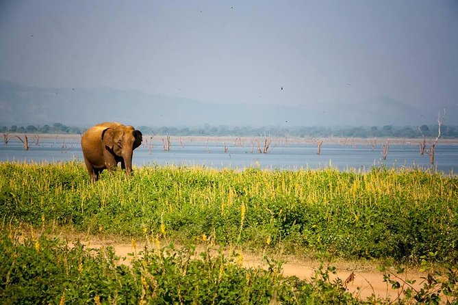 All Inclusive Private Safari in Minneriya National Park - Additional Important Information