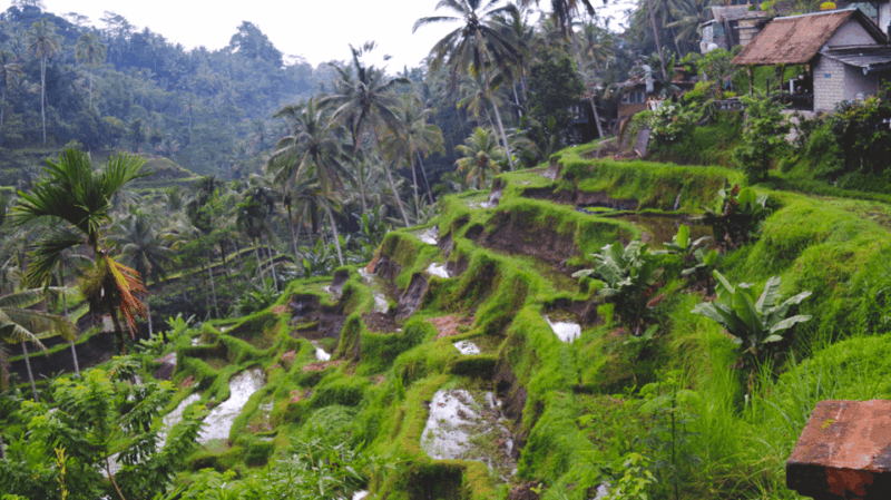 All-Inclusive Private Ubud Tour With Jungle Swing - Important Information