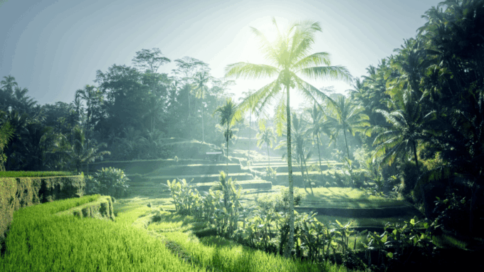 All-Inclusive Private Ubud Tour With Jungle Swing - Frequently Asked Questions