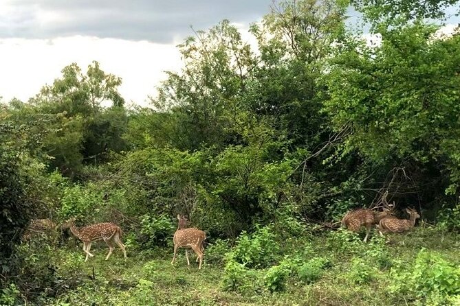 All Inclusive Safari at Udawalawa National Park - Customized Private Safari Experiences