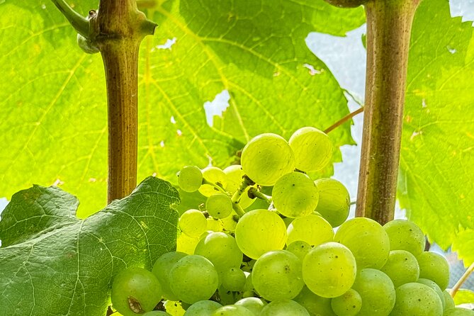 All Inclusive Sake BRE and Winery Tour With View of Mt. Fuji - Lunch and Pairings