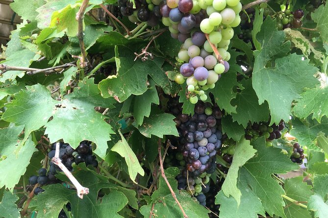 All Inclusive Sedona Join in Wine Tour 200+ 5 Star Reviews! - Pricing and Cancellation
