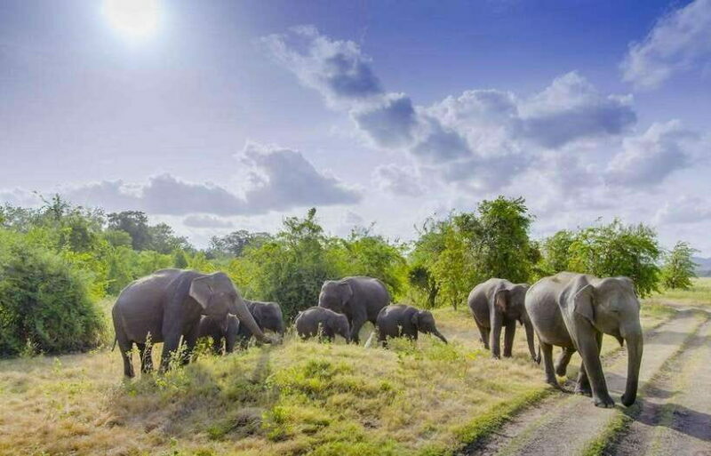 All-inclusive Sigiriya Fortress and Wildlife Safari - A Quick Look at the Experience