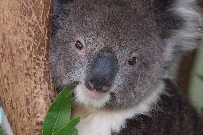 All-Inclusive Small Group Blue Mountains Trip With Scenic World - Booking Confirmation and Policies