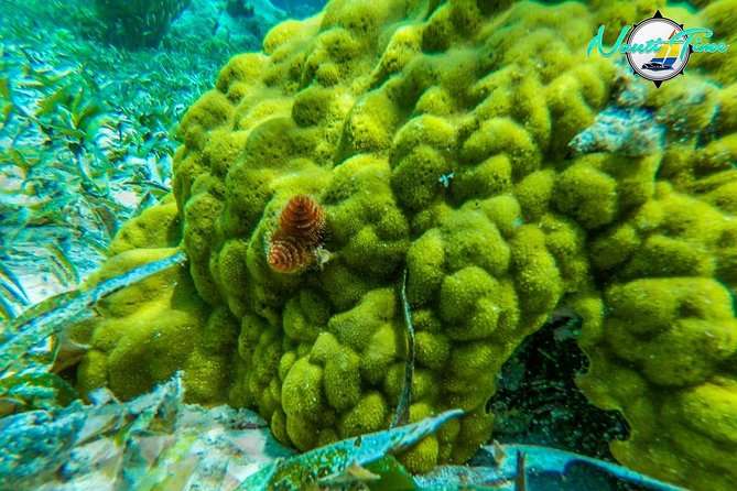 All Inclusive Snorkeling at Hol Chan - Marine Life Sightings
