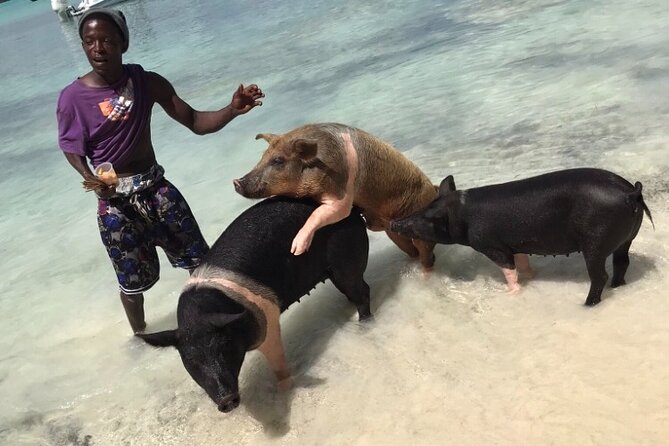 All Inclusive Swimming With The Pigs - About Your Stay