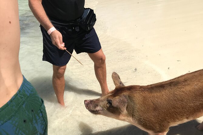 All Inclusive Swimming With The Pigs - Exploring Nassau and New Providence Island