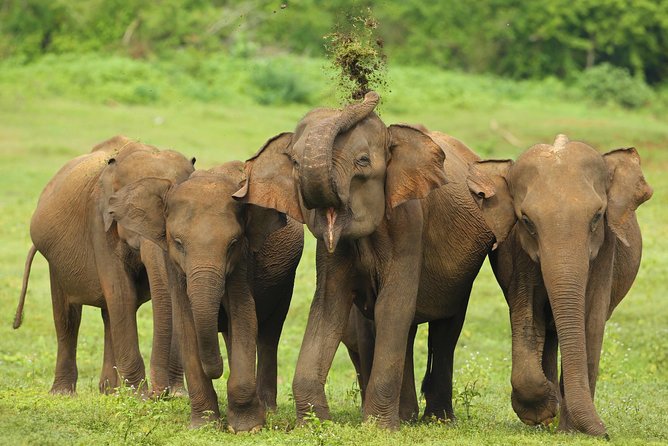 All Inclusive Udawalawa National Park Day Tour From Negombo - Inclusions and Transportation