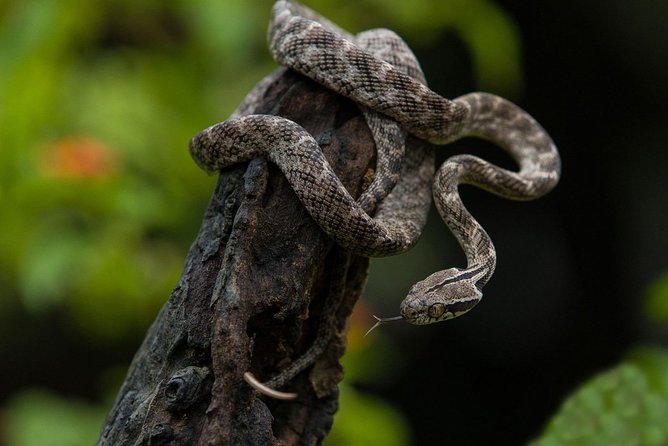 All Inclusive Udawalawa National Park Day Tour From Negombo - Traveler Reviews