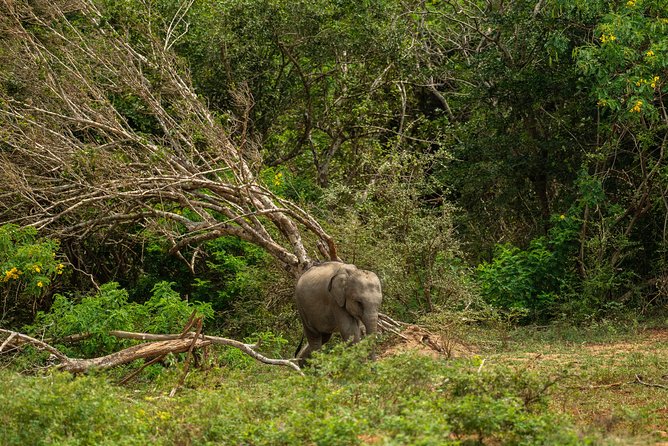 All Inclusive Udawalawa National Park Day Tour From Negombo - Positive Highlights