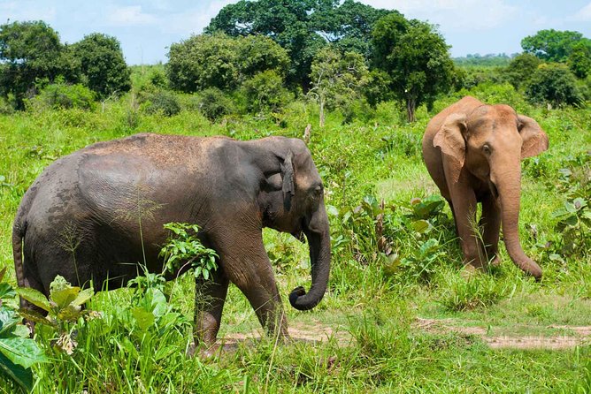 All Inclusive Udawalawa National Park Day Tour From Negombo - Getting to Udawalawa