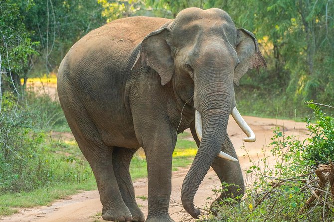 All Inclusive Udawalawa National Park Day Tour From Negombo - Booking and Cancellation