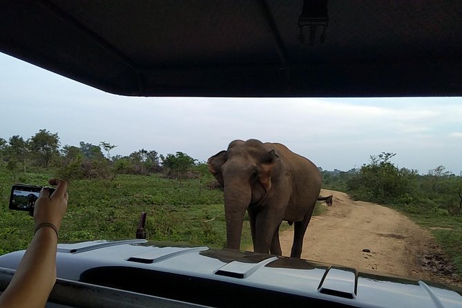 All Inclusive Udawalawe National Park Safari Day Tour From Colombo and Negombo - Safari Experience