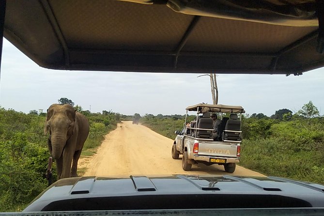 All Inclusive Udawalawe National Park Safari Day Tour From Colombo and Negombo - Wildlife Encounters