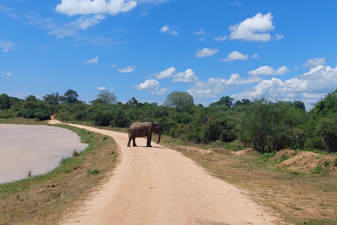 All Inclusive Udawalawe National Park Safari Day Tour From Colombo and Negombo - Booking and Cancellation