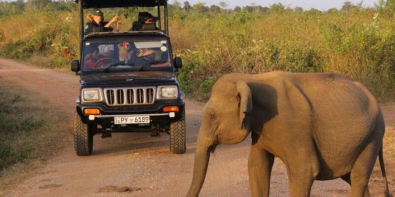 All Inclusive Udawalawe National Park Safari, With Lunch! - Itinerary Details