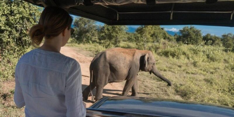 All Inclusive Udawalawe National Park Safari, With Lunch! - Safari Experience