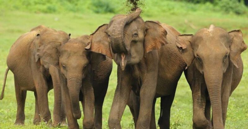 All Inclusive Udawalawe National Park Safari, With Lunch! - Inclusions