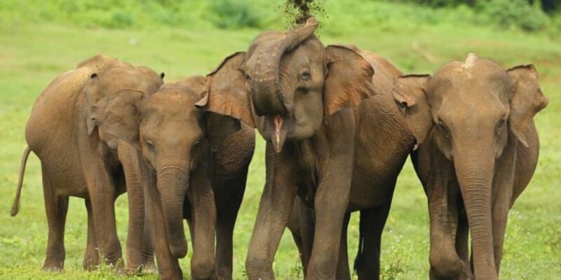 All Inclusive Udawalawe National Park Safari, With Lunch! - Payment Options