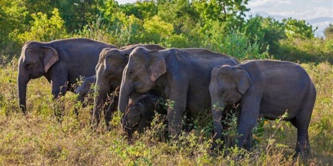 All Inclusive Udawalawe National Park Safari, With Lunch! - Additional Info