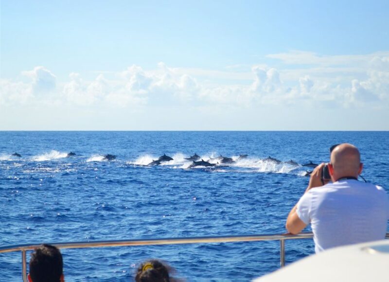 All Inclusive Whale and Dolphin Watching Luxury Tour - Experience and Itinerary