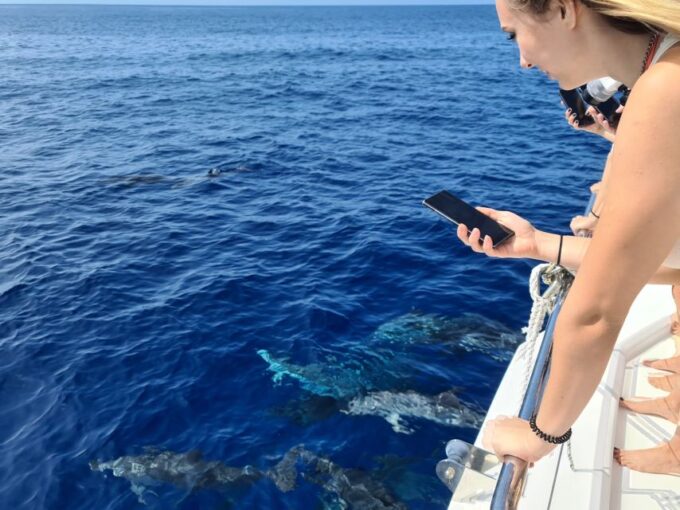 All Inclusive Whale and Dolphin Watching Luxury Tour - Wildlife Viewing Opportunities
