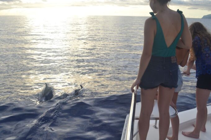 All Inclusive Whale and Dolphin Watching Luxury Tour - Included Drinks and Snacks