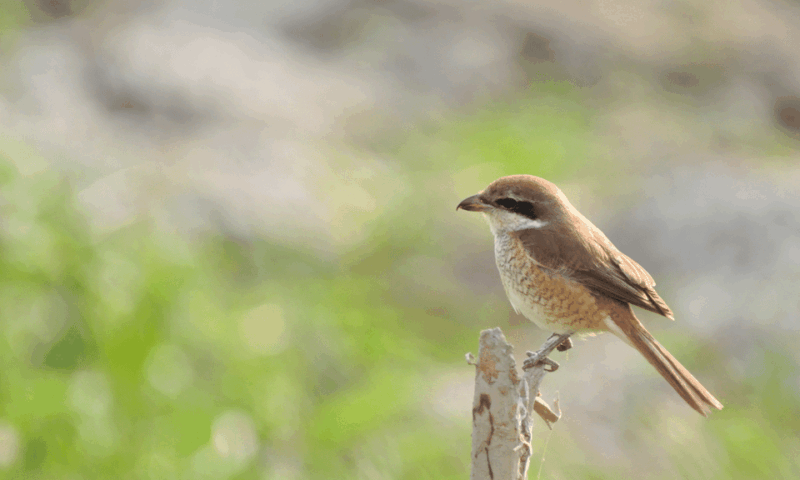 All Inclusive Wildlife Observation & Birdwatching Adventure - Birdwatching in Pak Thale