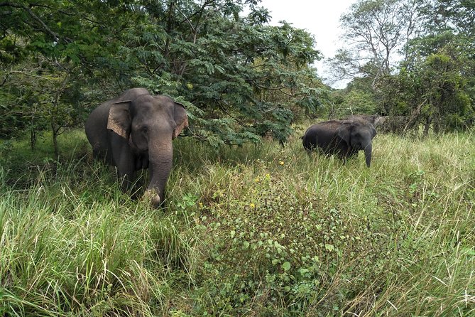 All Inclusive Yala National Park Jeep Safari Day Tour From Colombo & Negombo - Pickup and Dropoff
