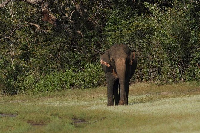 All Inclusive Yala National Park Jeep Safari Day Tour From Colombo & Negombo - Customer Reviews