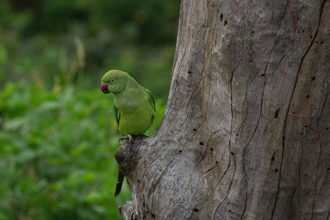 All Inclusive Yala National Park Jeep Safari From Colombo - Participant Guidelines