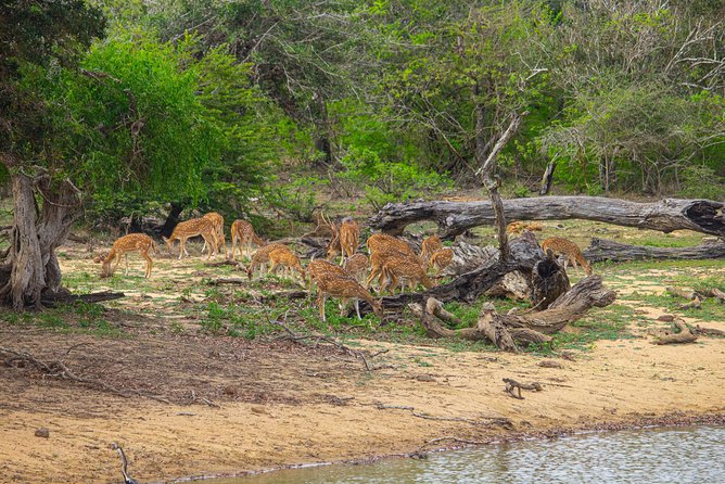 All Inclusive Yala National Park Jeep Safari From Colombo - Booking Information