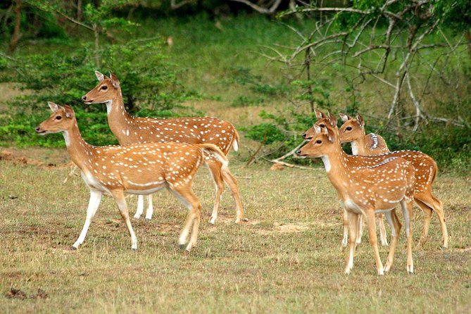 All Inclusive Yala National Park Jeep Safari From Colombo - Safari Experience