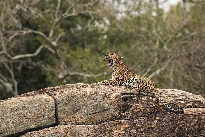 All Inclusive Yala National Park Jeep Safari From Colombo - What to Bring