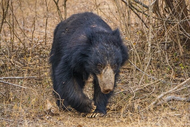 All Inclusive,Guided Wilpattu Half Day.Safari.Leopards,Bears&More - Tour Overview