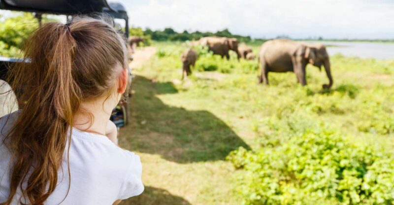All Inclussive Udawalawa National Park Safari From Colombo - Itinerary and Experience